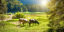 Grazing Cows On A Pasture Near A Mountain Lake