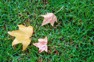 autumn leaves on the grass