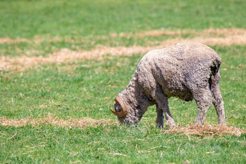 Wall Mural - A merino ram with curly horns eats supplementary feed in a field in Canterbury, New Zealand