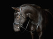 Black dressage horse posing