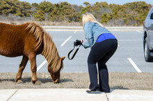 Blonde Woman Tempting Fate By Getting Too Close To Wildlife, A Wild Horse On Assateague Island, Attempting To Get A Photo