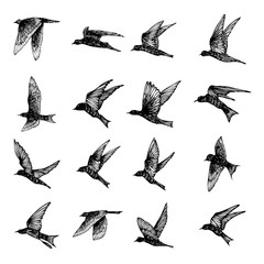 Wall Mural - Set of birds flock, flying swallows, hand drawn textured sketch. Vector.