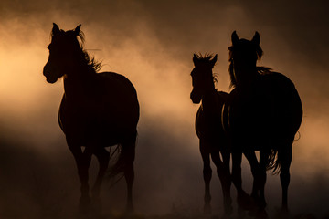 horses 2