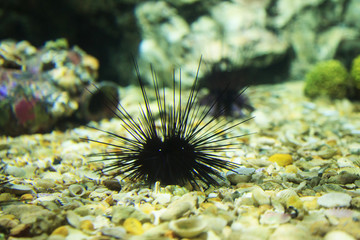 A black long spine urchin (Diadema setosum) resting on bottom of seabed rock. Its body is full of extremely long, hollow black venomous spines spotted in the sea.