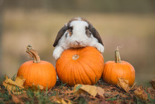 Little Rabbit With A Pumpkins In Autumn