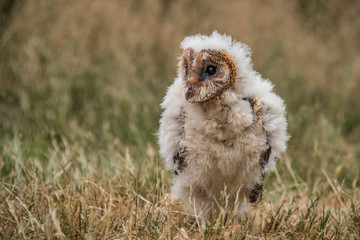 Aufkleber - Taken from a low angle, this very young melanistic barn owl chick. The bird is sitting on the grass stariring forward slightly to the left. 