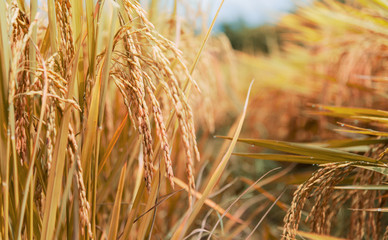 Rice field,Paddy rice with sun light at Thailand.,Nature background concept.