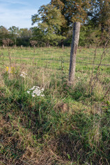 Canvas Print - White flowering yarrow grows in the wild along a fence of a pasture