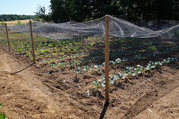 Brassicas under the net