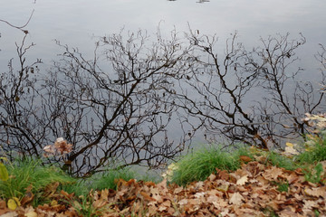 Sticker - reflection of bare tree branches in the water