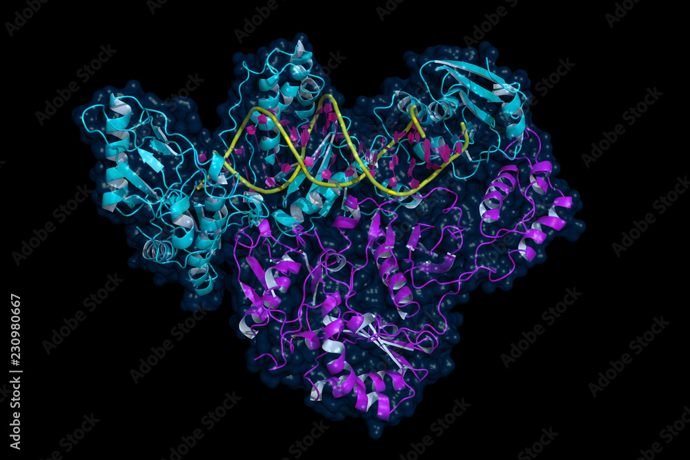 HIV reverse transcriptase, cartoon model with semi-transparent surface ...