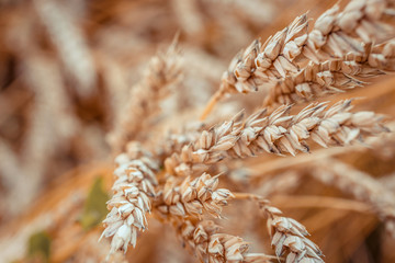 Ears Wheat or Rye close up.