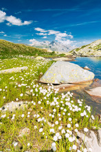 Cotton Grass On The Shore Of Lake Bergsee, Spluga Pass, Canton Of Graubunden