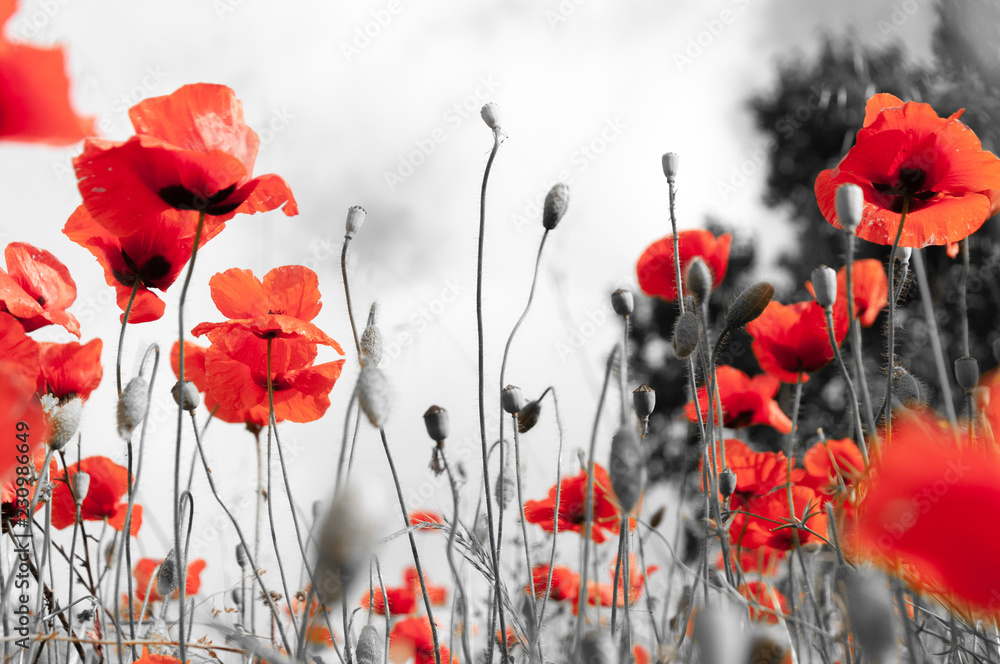 Poppy field as a symbol of Remembrance. - obrazy, fototapety, plakaty 