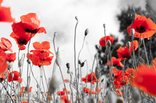 Poppy Field As A Symbol Of Remembrance.