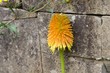 kwiat trytomy groniastej na tle muru