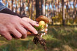 Close-up view of a young woman's hands looking for a cleaning mushroom, in a forest with a needle and a moss