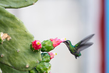 Humming Bird Drinking From A Cactus, Vinales, Cuba