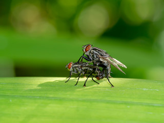 Poster - The flies are breeding on the leaves.