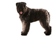 Young Bouvier des Flandres, standing side on facing camera