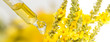 herbal extract close up - macro photo (mullein flower - verbascum)
