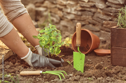 Fotografía Woman repotting fresh mint outdoors