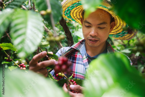 Cuadros en Lienzo Coffee berries with agriculturist in Thailand.