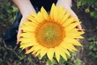 sunflower in the hands. Close-up photo.