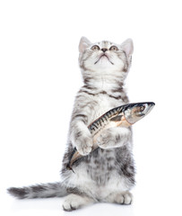 Poster - Kitten holding a fish in its paw and looking up. isolated on white background