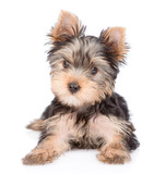 Fototapeta Psy - Yorkshire Terrier puppy lying in front view. isolated on white background