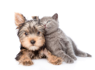 Canvas Print - yorkshire terrier and kitten lie together. isolated on white background