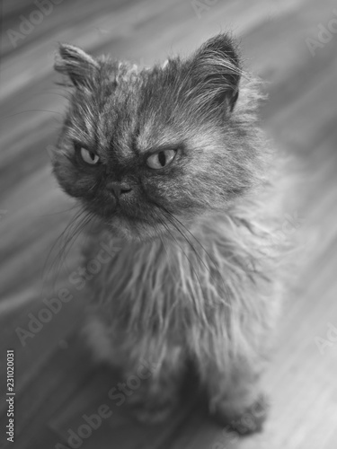 Young Persian Cat Looking Away Black And White Portrait Buy