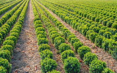 Sticker - Long converging rows of spherical boxwood shrubs at a specialized Dutch nursery