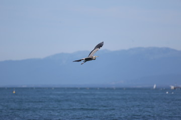 fotos de aves varias 