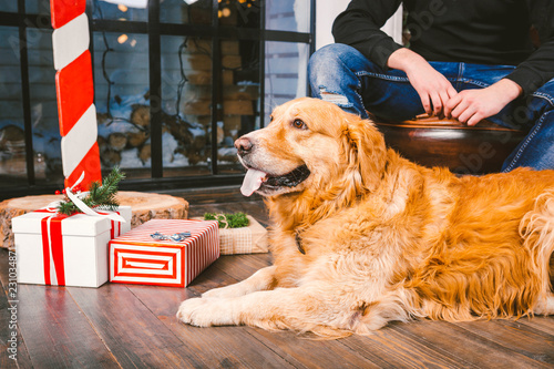 Fotografie, Obraz adult dog a golden retriever,abrador lies next to the owner's legs of a male breeder