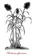 Vintage botanical engraving of Saccharum officinarum or sugarcane, large species of grass with terminal inflorescence growing in tropical countries, used to produce sugar