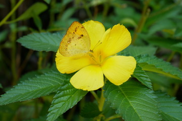 Yellow butterfly perched on a yellow flower