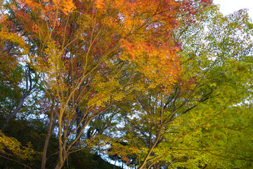 Wall Mural - maple tree in autumn season