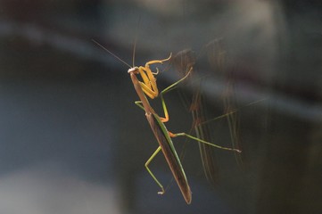 Wall Mural - pray mantis closeup