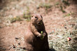 Silly prairie dog looking for a snack. 