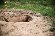 Silly prairie dog looking for a snack. 