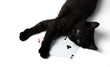 Black kitten lying on a square of four aces. Isolated on a white background.