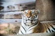 Tiger posing at the zoo. 