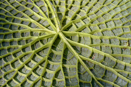 Fotografia, Obraz Retro di una foglia gigante di ninfea, Nymphaea Victoria Amazonica