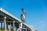 Fototapeta Most - Pelikan vor Brücke bei den Florida Keys, Florida, USA