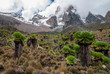 Giant Groundsels with Mount Kenya in the clouds