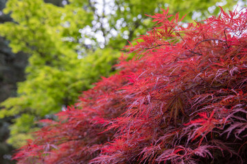 view on a side of deep red inaba shidare weeping japanese maple tree. some green bushes in the backg