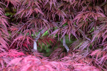 Wall Mural - Leaves an branches of Inaba shidare  weeping Japanese maple tree forming a  square window in a tree crown