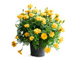 yellow marigold plant in dark bucket isolated