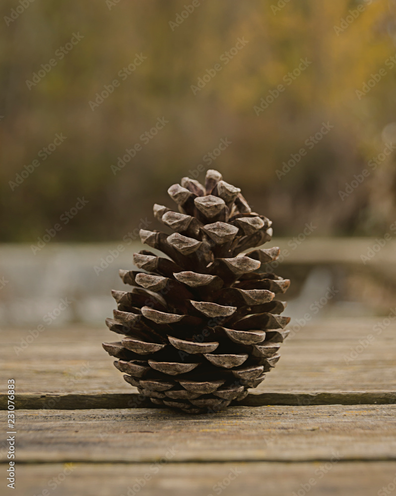 Piña de pino y de fondo colores de otoño Stock Photo | Adobe Stock